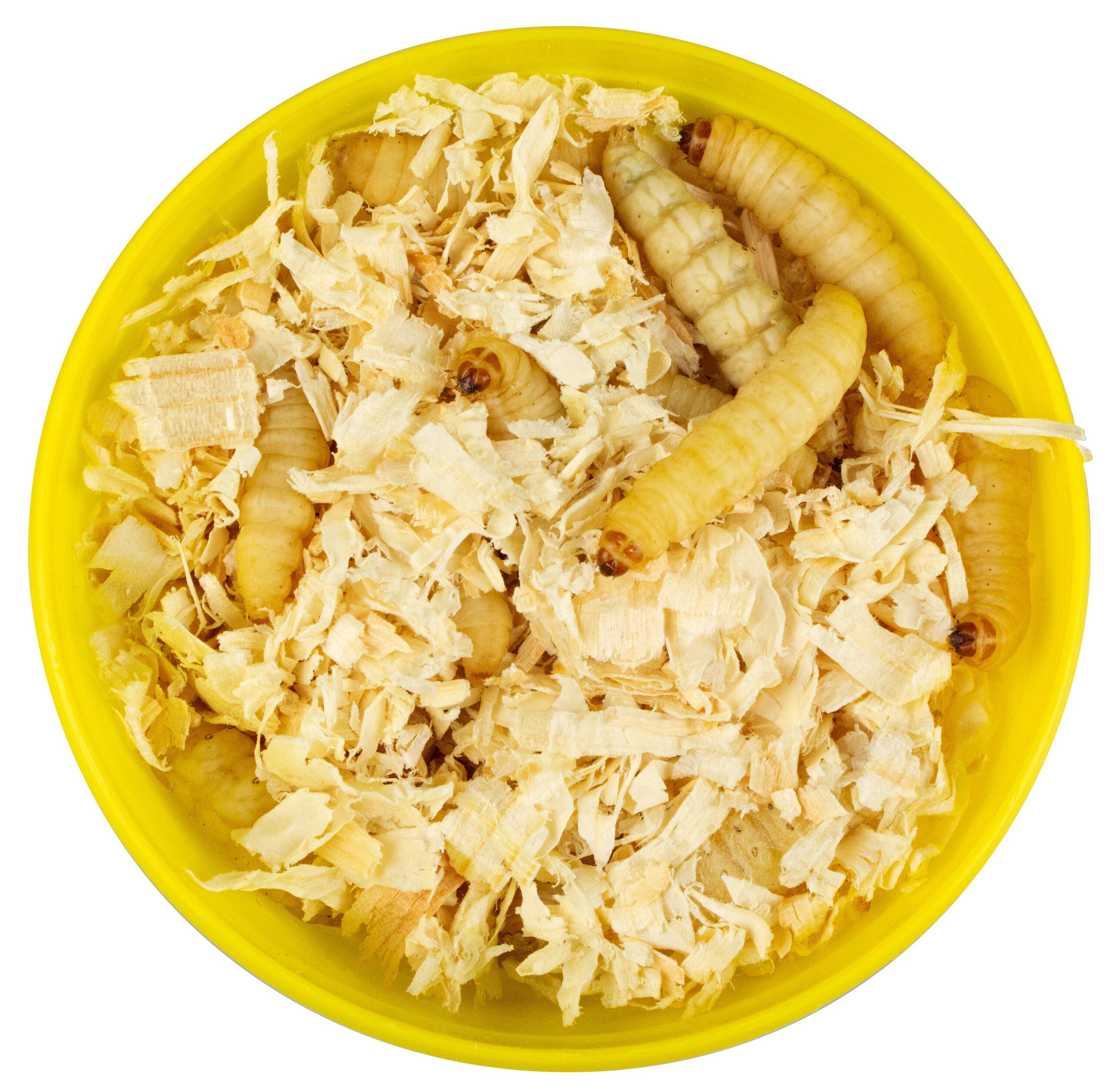 FTm Bienenmaden